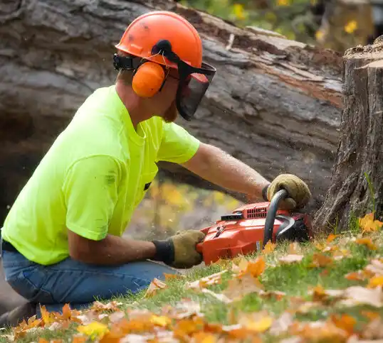 tree services Tallmadge